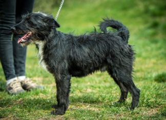 Tierschutz Ungarn: Hund Nixon wartet in Nyiregyháza