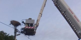 Storchenrettung durch die Feuerwehr in Sárbogárd