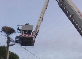 Storchenrettung durch die Feuerwehr in Sárbogárd