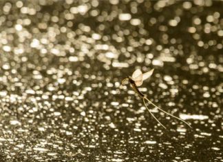 Spektakulär! Die Theißblüte hat begonnen