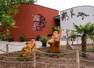 Neues Schimpansenhaus im Györer Zoo