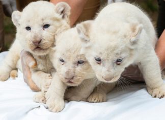 Drei weiße Löwenbabys im Zoo von Nyíregyháza