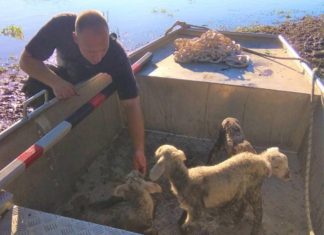 300 Schafe aus Hochwassergebiet gerettet!