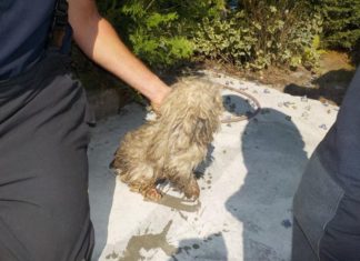 Kleinen Hund aus Abflussrohr gerettet!