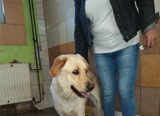 Ungarn Tierschutz: Amigó