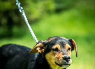 Tierschutz Ungarn: Bratt