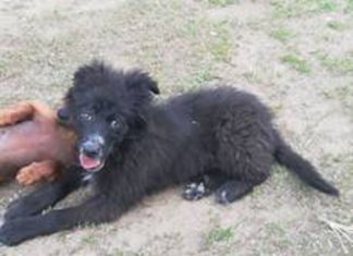 Ungarn Tierschutz: Candy