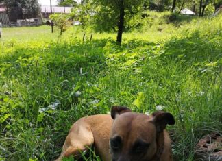 Tierschutz Ungarn: Eni