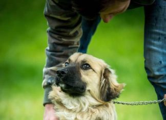 Tierschutz Ungarn: Figaro