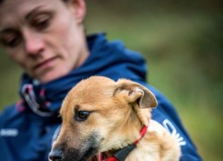 Ungarn Tierschutz: Figo