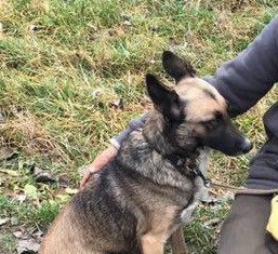 Tierschutz Ungarn: Griebe