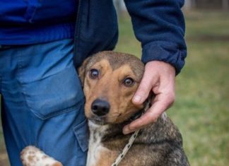 Tierschutz Ungarn: Hedi