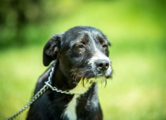 Tierschutz Ungarn: Lloyd