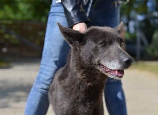 Tierschutz Ungarn: Lola