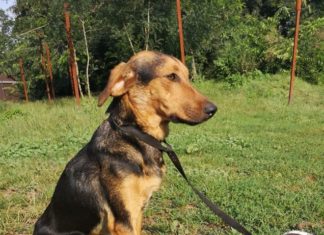 Tierschutz Ungarn: Lotti