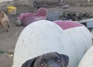 Ungarn Tierschutz: Lucifer