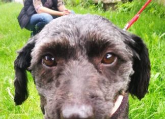 Tierschutz Ungarn: Maja