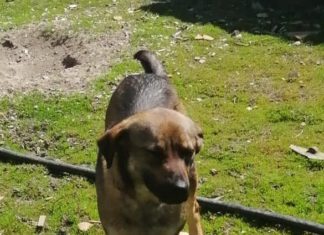 Ungarn Tierschutz: Susie