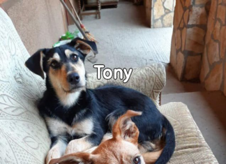 Tierschutz Ungarn: Tony