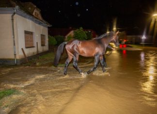Unwetter Zala Region: Wassermassen überfluten ganze Siedlungen – Pferdehof evakuiert!