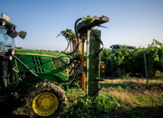 Arbeit in den Weinbergen