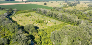 Waldprojekt der Audi Hungaria: Győrs grüne Lunge dient auch der Forschung