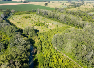 Waldprojekt der Audi Hungaria: Győrs grüne Lunge dient auch der Forschung