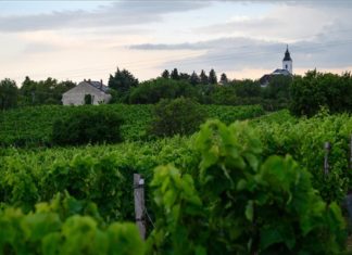 Europäische Kommission genehmigt geschützte Ursprungsbezeichnung für Csopak-Weine