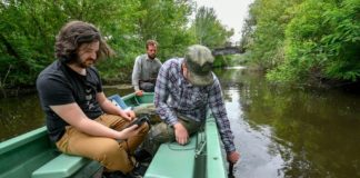 Was ist der Grund für das Fischesterben in Hortobágy?
