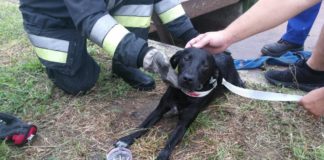 Hunderettung in Szolnok