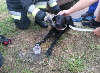 Hunderettung in Szolnok