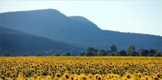 Wunderschöne Sonnenblumen bei Szigetmonostor