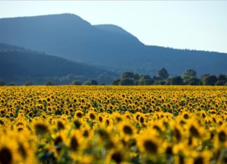 Wunderschöne Sonnenblumen bei Szigetmonostor