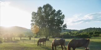 Die Pferde des Donau-Knies