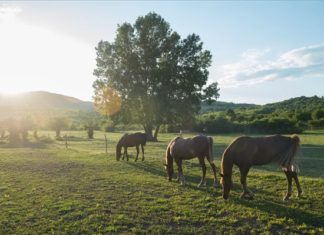 Die Pferde des Donau-Knies