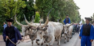 Weizenfest in Szarvas