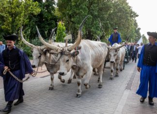 Weizenfest in Szarvas