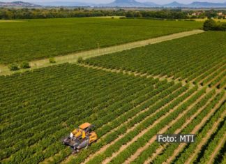 Weinlese am Balaton: Erste Erntemaschinen im Gang
