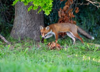 Füchse kommen wieder näher in besiedelte Gebiete