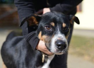 Tierschutz Ungarn: Adi