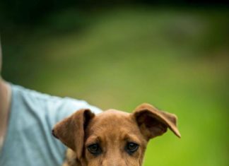 Tierschutz Ungarn: Aiko