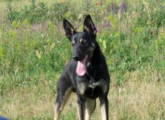 Tierschutz Ungarn: Bueno