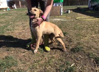 Tierschutz Ungarn: Country