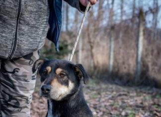 Tierschutz Ungarn: Delta