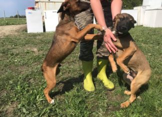 Tierschutz Ungarn: Joker