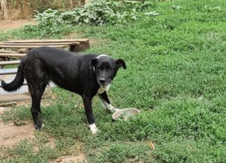 Tierschutz Ungarn: Mex