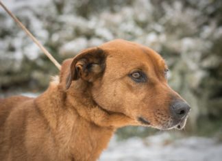 Tierschutz Ungarn: Riki