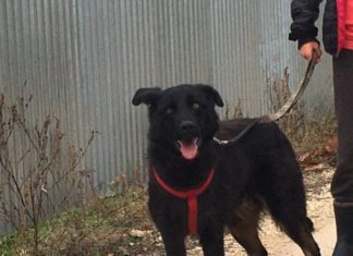 Tierschutz Ungarn: Samu