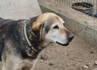 Tierschutz Ungarn: Zana