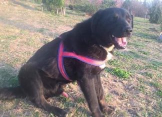 Tierschutz Ungarn: Zoli